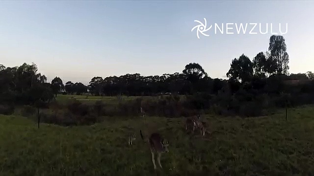 Drone vs Kangaroo - Kangaroo élimine le drone