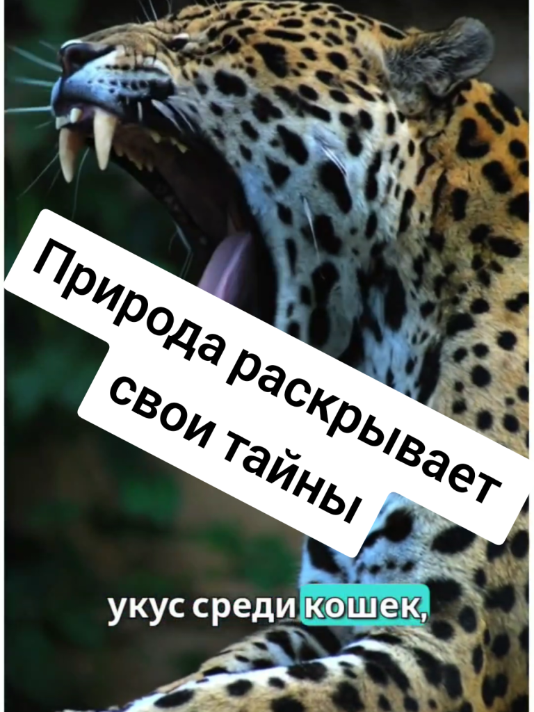 Vous ne regarderez plus jamais les animaux de la même manière : la nature révèle son caractère sacré.