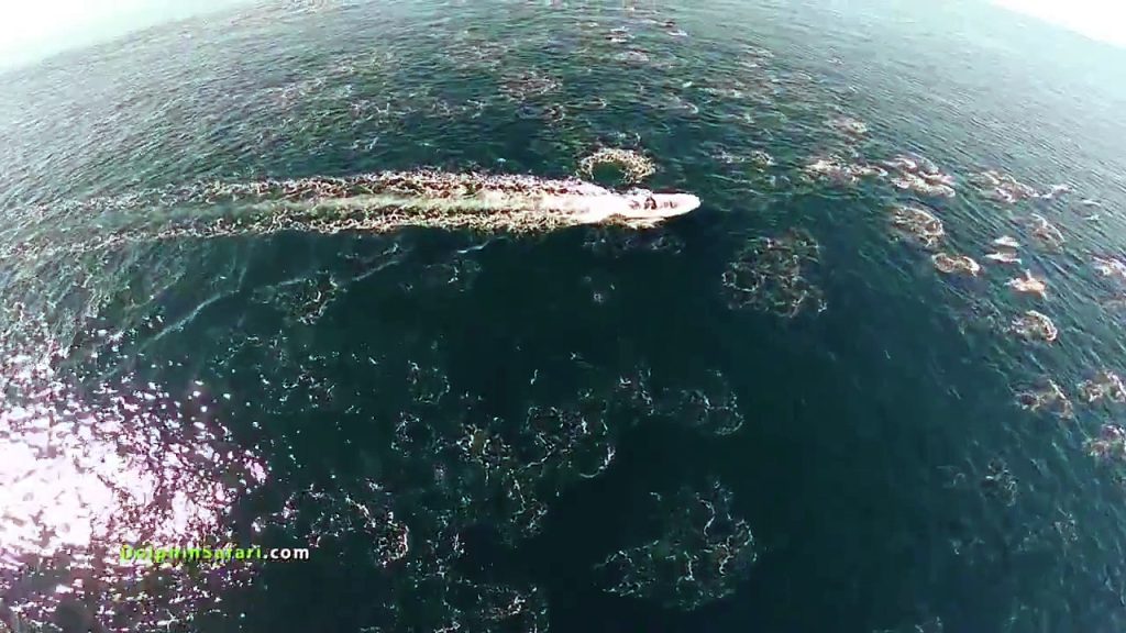 Superbe vue de dessus des baleines dans la nature depuis une caméra drone.