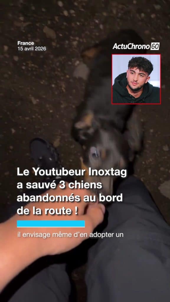 Le YouTubeur Inoxtag a sauvé 3 chiens abandonnés au bord de la route !