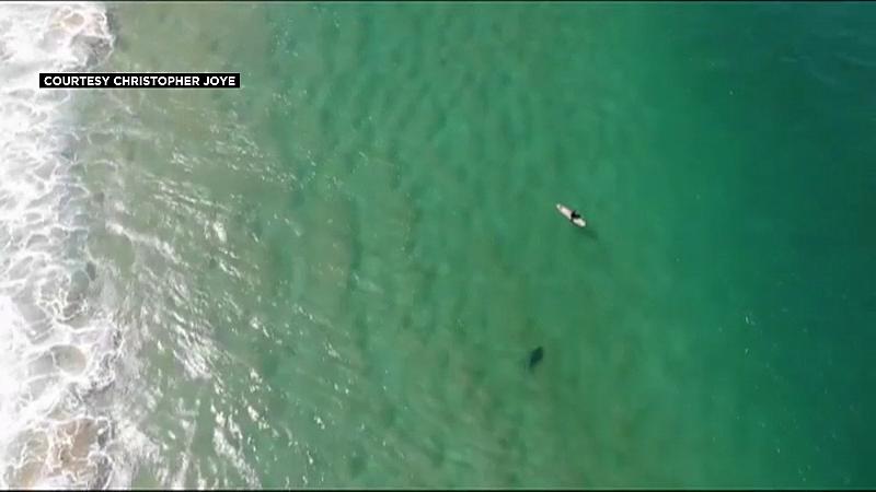 Regarder : Les alertes d’un drone sauvent un nageur d’une attaque imminente de requin