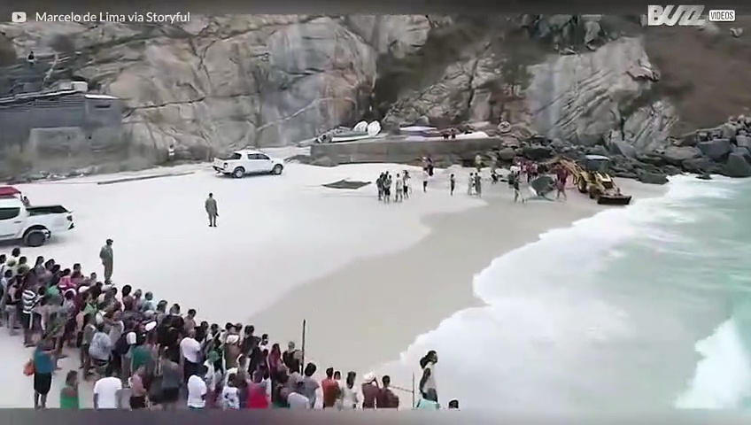 Baleine sauvée d'une plage brésilienne