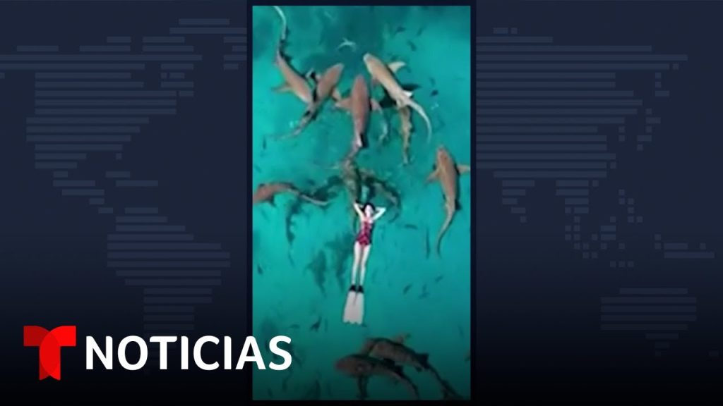 Turista flota sobre tiburones en el océano Índico | Noticias Telemundo